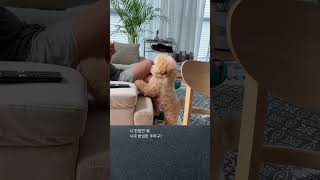 사과가먹고싶은강아지 #dog #poodle #애프리푸들 #puppy #푸들은사랑입니다