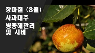 장마철(8월) 사과대추 병충해 방제 및 추비