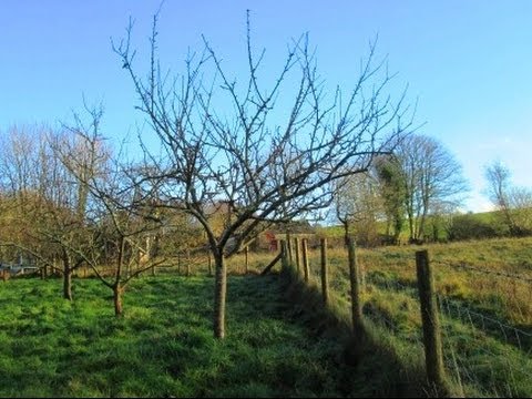 How to Prune Established Apple Trees How to Prune Established Apple Trees