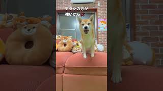 遊びに付き合うポンさん😂#柴犬 #shibainu #shorts