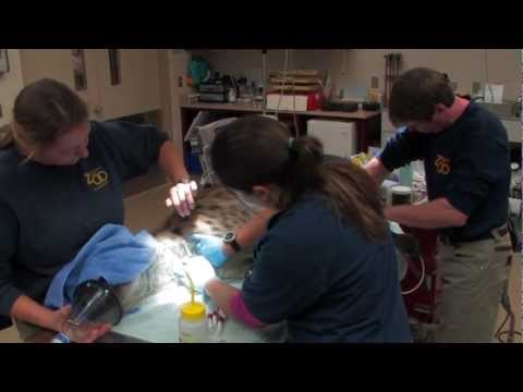 School of Veterinary Medicine - Zoological Residency Program School of Veterinary Medicine - Zoological Residency Program