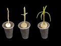 With Garlic Your Orchid Will Grow Many Young Shoots On One Branch And Bloom Non-Stop