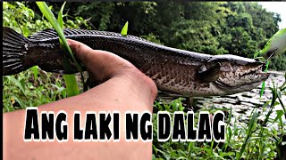 Dalag hunting in Manapao Lake, Buhi, Camarines Sur | Capung 632 BC | Rinconada Angler