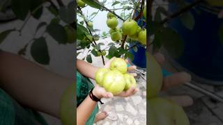 amrud Harvesting # guava # short 🍈🍈🍈