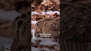 un chien-loup abattu au fusil en pleine promenade