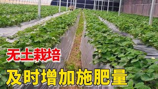 草莓开花了，无土栽培种植，要及时增加施肥量【付老师种植技术团队】