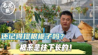 还记得提根栀子吗？根系是往下长的！养花巧妙小知识！