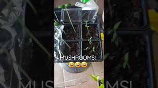 I Was NOT Trying To Grow Mushrooms! #youtubeshorts #gardening #Mushrooms #goodsoil #fantasticfungi