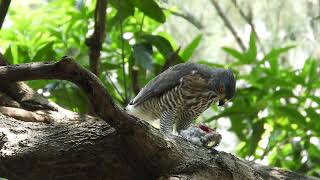 20230914 體育公園鳳頭蒼鷹 - 公鳳頭吃斑鳩拉麵