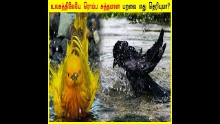 உலகத்திலேயே ரொம்ப சுத்தமான பறவை எது தெரியுமா? #shorts # Tamil Fun and Facts