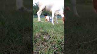Baby and baby goats playing | short vedio | Alvi Daily Vlog