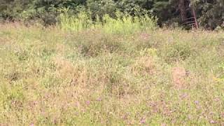 Dozens Of American Goldfinches Feeding On Wildflower Seeds In Our Meadow