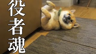 カメラを向けるとリアクションをする柴犬。Shibainu reacting to the camera