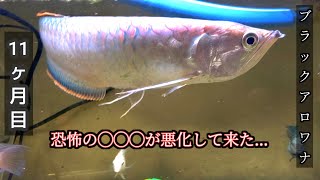 ブラックアロワナは心配が尽きない魚…