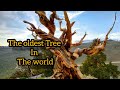 What's The Oldest Tree in the World | Ancient Bristlecone Pine Natural History