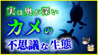 【ゆっくり解説】日本にいる「カメ」「ウミガメ」の不思議な生態を解説/身近な爬虫類である亀と人間の関わりは？