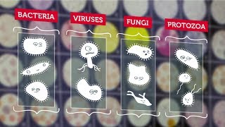 What Are Microbes? | RMIT University