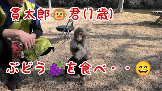 貫太郎🐵君(1歳)は、ぶどう🍇を食べ・・😄　休憩中🤩可愛い💕💗💖💓❤️🥰😍❣️　猿まわし🐵💝　二助企画