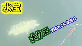 【海上釣堀】水宝で大物クエを釣り上げるとこんな感じ #Shorts