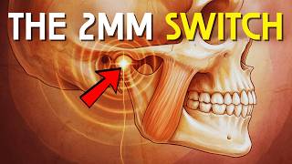 This Millimetric Pressure in Your Jaw Is Blocking Your Deep Regulation Right Now