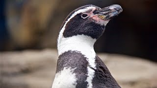 The Penguins of Patagonia | Earth Odyssey