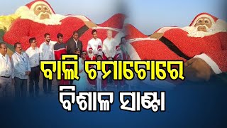 ବାଲି ଟମାଟୋରେ ବିଶାଳ ସାଣ୍ଟା  | Odisha Reporter