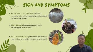 WHITE ROOT DISEASE | AGR 514 |