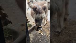 Hats off to donkey Nelly even though she will probably eat it #donkeynelly #hatsoff #cutedonkey