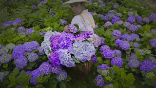 Romantic Garden: Hydrangea Harvest in Full Bloom 🌿