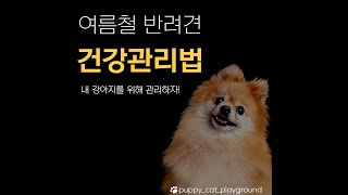 강아지 반려견 더운 여름철 건강관리법 l 여름나기