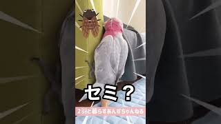 うちのオウムがセミになる瞬間【モモイロインコ】#shorts