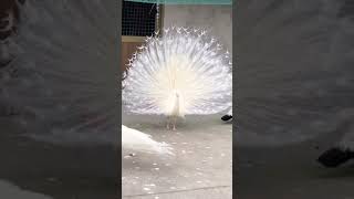 white peacock #shorts