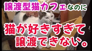 譲渡型猫カフェなのに猫が好きすぎてなかなか譲渡できない「道後 猫カフェ　日なたの窓」行ってみた