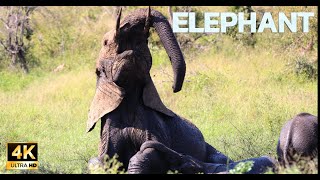 Elephants mud bathing #4k #Playful #african animals #elephant