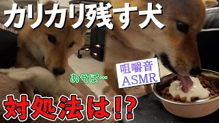 【検証】カリカリを食べない犬にヨーグルトをトッピングしてみた