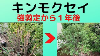 【ガーデニング】キンモクセイの強剪定から1年後の様子をご覧ください！軽やかに仕立て直しすることが出来ました！