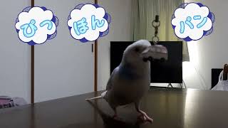 小さな救命士ぴっちゃんです🐦始動🚑色んな準備を始めるぴっちゃんです🐦#セキセイインコ #ぴっちゃん