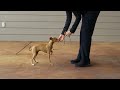 Leash Training Italian Greyhound Puppies