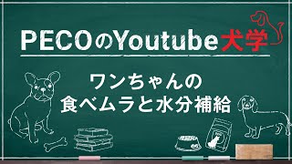 PECOのYoutube犬学～ワンちゃんの食べムラと水分補給～