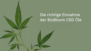 Die richtige Einnahme der BioBloom CBD Öle 🌱 BioBloom