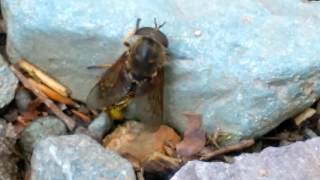 Wasp attacking Giant Dark Horsefly Tabanus Sudeticus