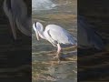 왜가리 사냥성공 grey heron hunting 얼음속 물고기를 찾아 사냥 해야만하는 겨울의힘든사냥