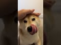 shiba earned a reward for being cute