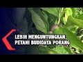 Lebih Menguntungkan, Petani Budidaya Porang