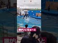 イルカショーに感動＼ ^_^ ／イルカが大好き❤️ shorts 水族館 イルカ イルカショー