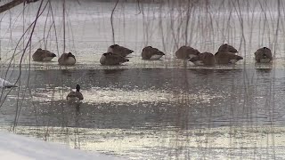 Florence, Kentucky police save woman who fell in frozen pond while retrieving her dog