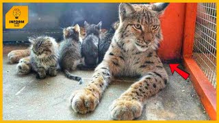 動物園のリンクスが野良の子猫を自分の子として引き取る