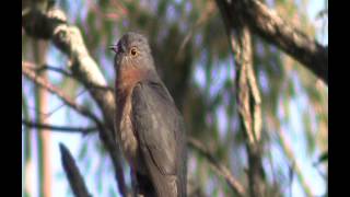 Fan Tailed Cuckoo, Fan-tailed cuckoo australia bird watching with ej-birdwatching