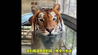 客家话配音搞笑视频之老虎 Hakka dubbing funny video of tiger