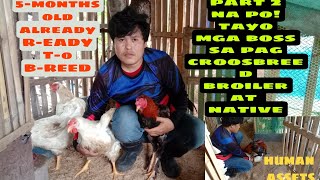 PART-2 BROILER FEMALE CROSSBREED NATIVE MALE